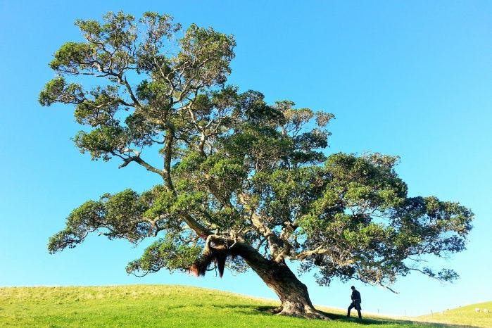 Grande árvore com pessoal pequena ao lado e céu ao fundo.