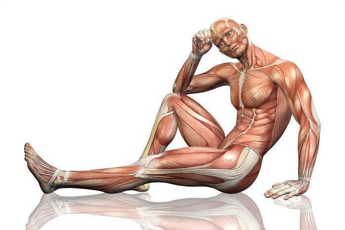 imagem da anatomia muscular do corpo de um homem