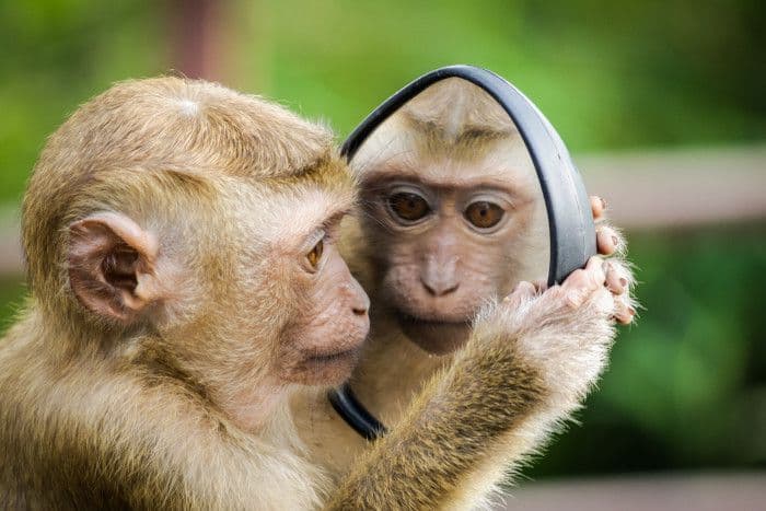 Macaquinho se olhando no espelho